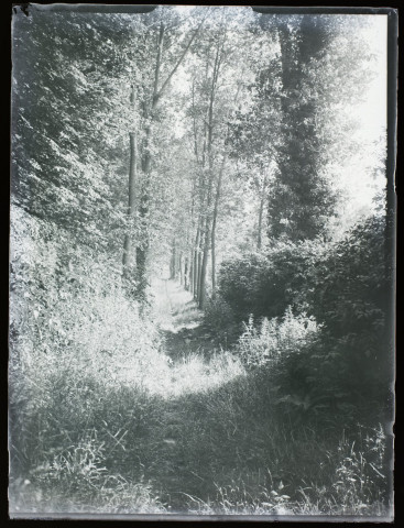 Sous-bois - juin 1908