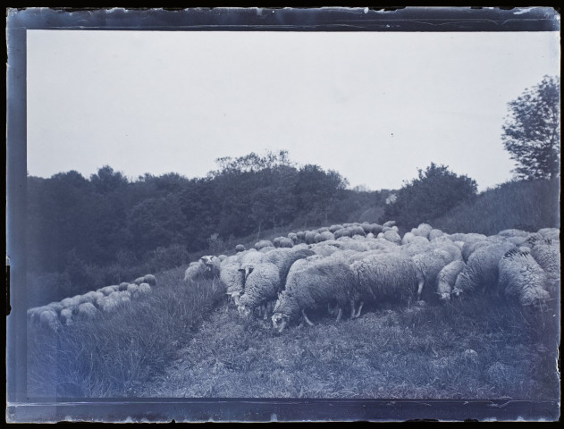 Troupeau de moutons à Cagny - mai 1904