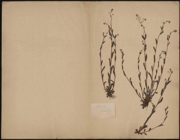Myosotis Intermedia, plante prélevée à [Lieu inconnu], n.c., [1889-1891]