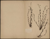Myosotis Intermedia, plante prélevée à [Lieu inconnu], n.c., [1889-1891]