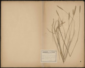 Agropyrum Pycnanthum - Triticum Pycnanthum, plante prélevée à Saint-Valery-sur-Somme (Somme, France), sur la digue, 16 juillet 1889