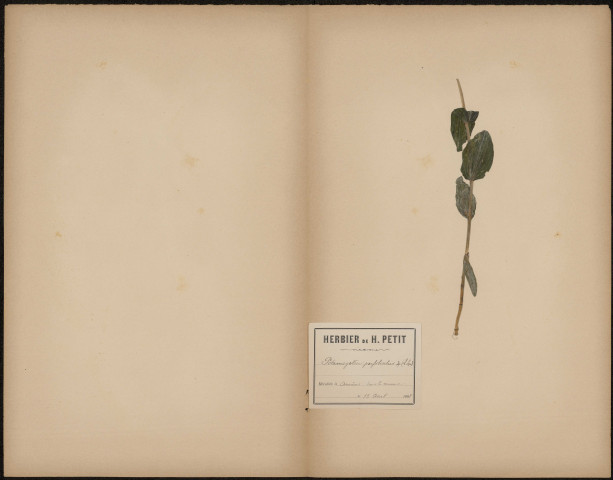 Potamogeton Perfoliatus, plante prélevée à Amiens (Somme, France), dans la Somme , 12 août 1888