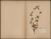Medicago Orbicularis (Legit Polleny), prélevée à Rouy-le-Petit (Somme, France), dans la forêt, 10 juin 1887