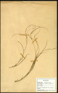 Carex remota, famille des Cyperacées, plante prélevée à Sorrus (Pas-de-Calais), zone de récolte non précisée, en juin 1969