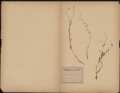 Myosotis Lingulata, plante prélevée à Wissembourg (Bas-Rhin, France), n.c., 25 juin 1888