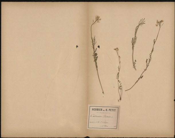 Cardamine Pratensis, plante prélevée à Amiens (Somme, France), sur l'île Sainte-Aragone, 18 mai 1888