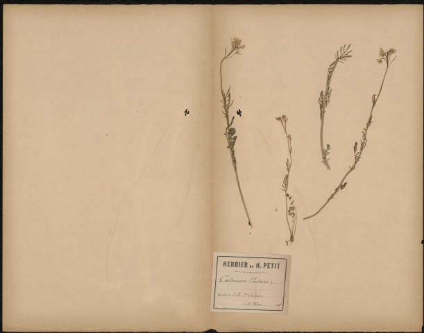 Cardamine Pratensis, plante prélevée à Amiens (Somme, France), sur l'île Sainte-Aragone, 18 mai 1888