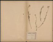 Cardamine Pratensis, plante prélevée à Amiens (Somme, France), sur l'île Sainte-Aragone, 18 mai 1888