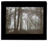 Bois d'Hébécourt - octobre 1925