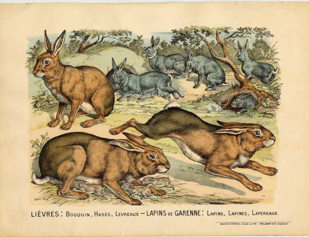 Lot de gravures et images animalières. Imagerie d'Epinal (maison fondée en 1796)