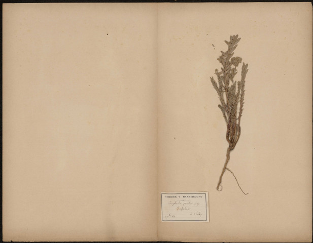 Euphorbia paralias, Euphorbiacées, plante prélevée au Crotoy (Somme, France), n.c., 10 septembre 1888