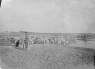 Un berger et son chien surveillant leur troupeau de moutons