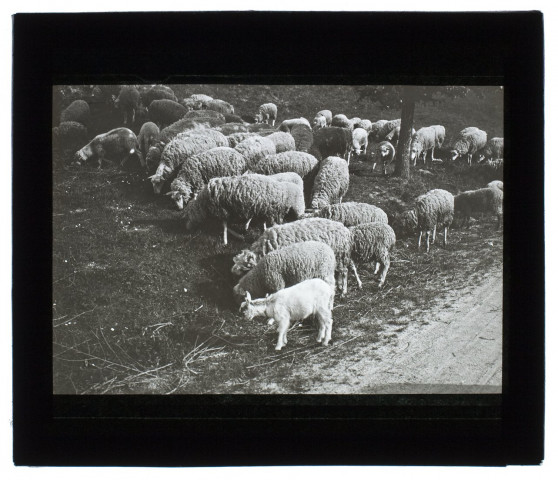 Troupeau de moutons à Vers - mai 1902