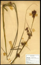 Cladium Mariscu R. Br, famille des Cyperacées, plante prélevée à Grandvilliers (Oise, France), zone de récolte non précisée, en juin 1969