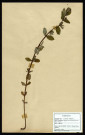 Hypericum Tetrapterum Fr, famille des Hypericalées, plante prélevée à La Chaussée-Tirancourt (Somme, France), au Camp César, en mai 1969