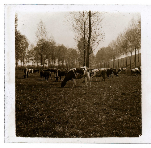 Vaches paissant dans un pré à Blangy-tronville