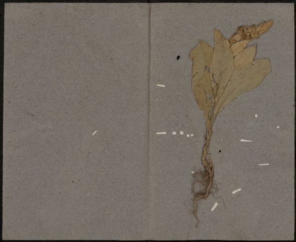 Avena Pubescens, plante prélevée à Amiens (Somme, France), à la Citadelle, mai 1886