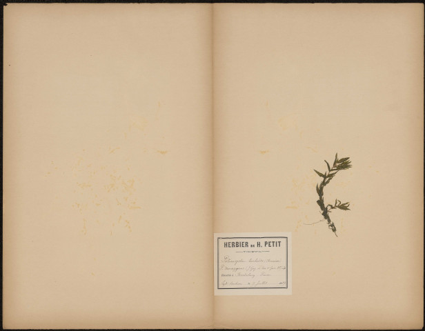 Potamogeton trichoïdes - P. Monogynus (Legit Dacheux), plante prélevée à Brandebourg-sur-la-Havel (Brandebourg, Allemagne), à Brandebourg (Prusse), 9 juillet 1889