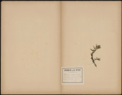Potamogeton trichoïdes - P. Monogynus (Legit Dacheux), plante prélevée à Brandebourg-sur-la-Havel (Brandebourg, Allemagne), à Brandebourg (Prusse), 9 juillet 1889