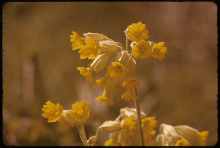 [La primevère officinale ou plus communément appelée coucou]