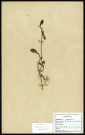 Teucrium Scorodonia, famille des Labiées, plante prélevée à Cherré (Sarthe, France), zone de récolte non précisée, en avril 1969