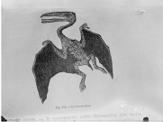 Fig. 302. Le Ptérodactyle