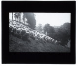 Troupeau de moutons, Chaussée-Tirancourt - 1906
