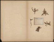 Plantago Coronopus, plante prélevée à Saint-Quentin-en-Tourmont (Somme, France), n.c., 6 août 1888