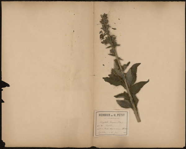 Digitalis Purpuréa - Digitale, plante prélevée à Mériel (Val-d'Oise, France), à l'abbaye Notre-Dame du Val (Mériel) près de l’Isle-Adam, 25 juin 1888