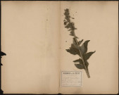 Digitalis Purpuréa - Digitale, plante prélevée à Mériel (Val-d'Oise, France), à l'abbaye Notre-Dame du Val (Mériel) près de l’Isle-Adam, 25 juin 1888