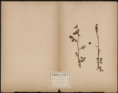 Rosa Canina Eglantier, plante prélevée à Saveuse (Somme, France), dans la haie entourant le bois, 20 juin 1888