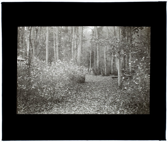 Sous-bois parc de Guyencourt - novembre 1911