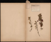 CratAegus Oxyacantha Aubépine, plante prélevée à Athies (Somme, France), dans une haie, 5 juin 1888