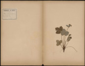 Fragaria Elatior (Ehrh. Beitr.) Fragaria Magma (Thuill. Fl.), prélevée à Lucheux (Somme, France), dans le bois, 12 juin 1889