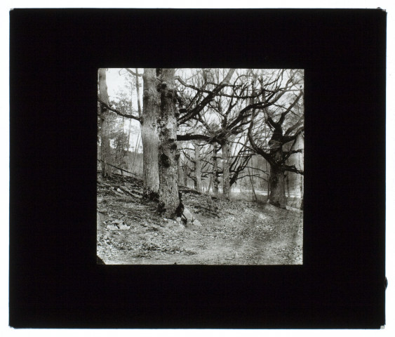 Forêt de Fontainebleau - 1906
