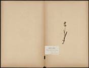 Orchis Coriophora - (Legit C. Copineau), plante prélevée à Villefort (Lozère, France), dans le ravin de Pailherès, Herbier P. Guérin, 10 juin 1889