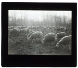 Moutons à Vers (Somme)