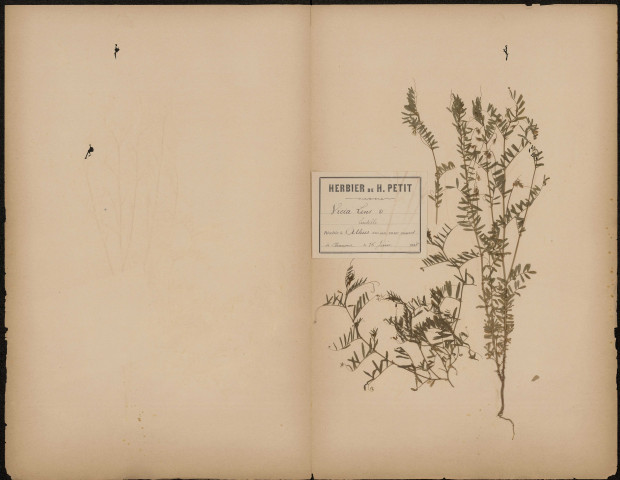 Vicia Lens Lentille, plante prélevée à Athies (Somme, France), sur un mur couvert de Chaume, 16 juin 1888