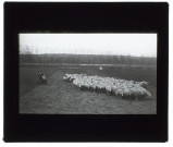 Troupeau de moutons, route de Boves à Fouencamps, le départ - 1903