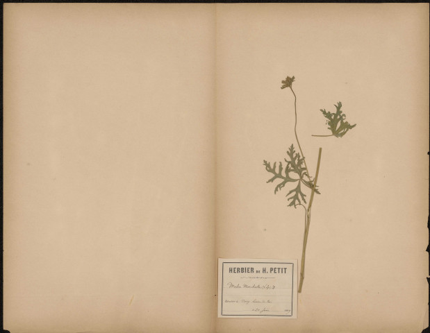Malva Moschata (L. Sp.), plante prélevée à Dury (Somme, France), à lisière du bois, 20 juin 1889