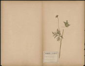Malva Moschata (L. Sp.), plante prélevée à Dury (Somme, France), à lisière du bois, 20 juin 1889