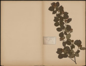 Fagus Sylvatica, Hêtre, plante prélevée à Boves (Somme, France), n.c., 10 juin 1887
