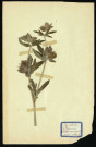 Helleborus viridis L (Héllébore vert), famille des Renonculacées, plante prélevée à Dromesnil (Buisson), 5 juillet 1938