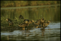 [Canards sauvages]