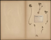 Lamium Purpureum, plante prélevée à Longueau (Somme, France), n.c., 25 avril 1888