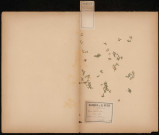 Lemna trisulca - Lentille trilobée, plante prélevée à Camon (Somme, France), dans les Hortillonnages, 3 juillet 1889