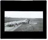 Troupeau de moutons route de Boves à Fouencamps - 1903