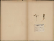 Gagea Arvensis - Ornithogalum minimum, plante prélevée à Doullens (Somme, France) et Terramesnil (Somme, France), dans les champs entre Hamencourt et Terramesnil, 15 avril 1889