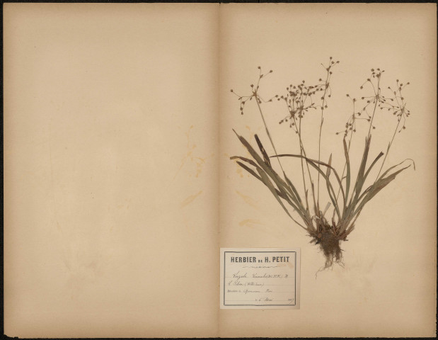 Luzula Vernalis, plante prélevée à Querrieux (Somme, France), dans le bois, 6 mai 1889