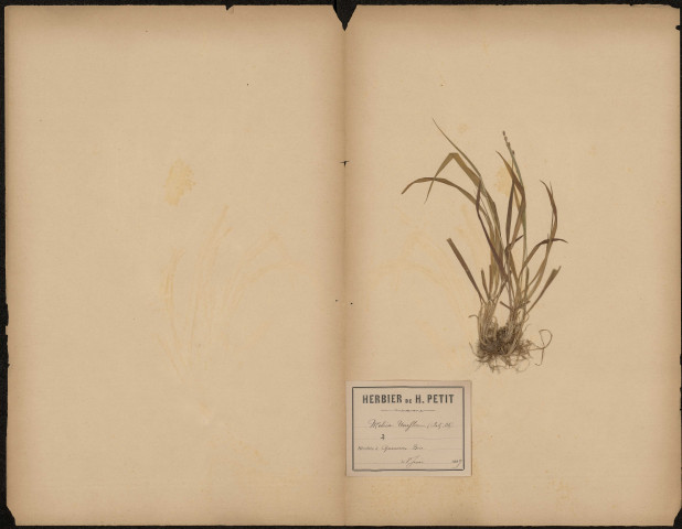 Melica Uniflora, plante prélevée à Querrieux (Somme, France), dans le bois, 8 juin 1889